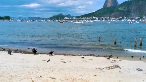 Tropik Kara Akbabalar Coragyps Atratus Brasiliensis Rio Janeiro Brezilya Daki — Stok video