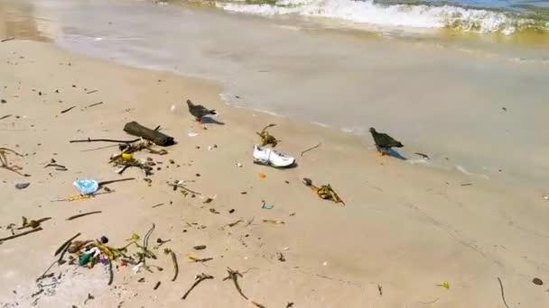 Desperdicios Basura Lavados Varados Contaminación Basura Playa Botafogo Río Janeiro — Vídeos de Stock