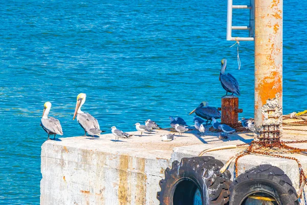 Pélicans Mouettes Oiseaux Sur Port Île Holbox Port Muelle Holbox — Photo