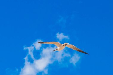 Flying seagull bird with blue sky background on beautiful Holbox island beach in Quintana Roo Mexico.