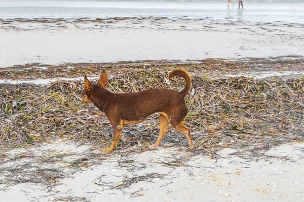 Mexicano Bonito Brincalhão Marrom Russo Brinquedo Terrier Cão Praia Sandbank — Fotografia de Stock