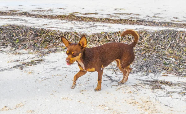 Mexikanska Söt Lekfull Brun Rysk Leksak Terrier Hund Stranden Sandbank — Stockfoto