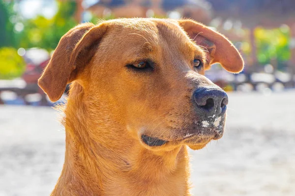 Mexican Cute Brown Blonde Dog Beach Sandbank Holbox Island Mexico — Stock Photo, Image