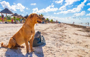 Holbox Meksika 22. Aralık 2021. Meksikalıların sevimli kahverengi köpeği Holbox Adası 'ndaki kumsalda ve kumsalda çantayı koruyor..
