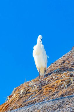 Palapa 'nın çatısındaki büyük beyaz balıkçıl kuşu Holbox Adası Meksika' da mavi gökyüzü geçmişine sahip..