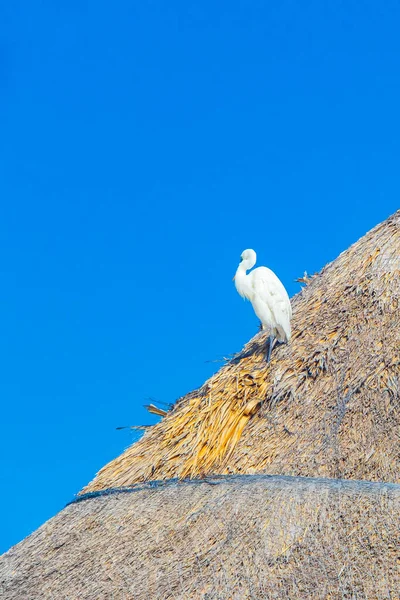 Great White Egret Heron Vogel Palapa Dak Met Blauwe Lucht — Stockfoto