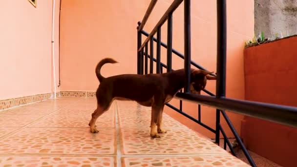 Porträtt Mexikansk Brun Rysk Leksak Terrier Hund Samtidigt Ser Vacker — Stockvideo