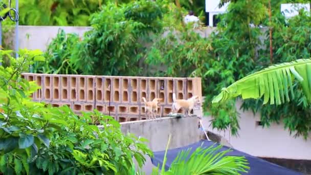 Маленьких Симпатичных Мексиканских Собачки Чихуахуа Лают Террасы Тропической Части Плайя — стоковое видео