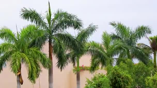 Palmeras Tropicales Naturales Mexicanas Con Fondo Gris Cielo Nublado Punta — Vídeos de Stock