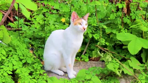 Портрет Мексиканской Белой Кошки Зеленой Природе Площади Плайя Дель Мехико — стоковое видео