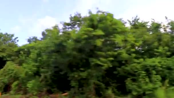 Движение Автомагистрали Джунглях Природные Условия Плайя Дель Кинтана Роо Лзаро — стоковое видео