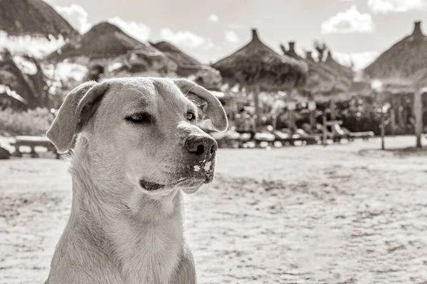 Черно Белая Фотография Мексиканской Милой Коричневой Блондинки Пляже Песчаном Берегу — стоковое фото