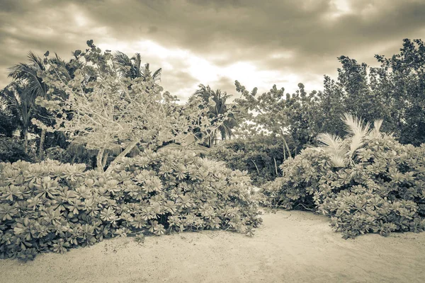 Imagen Blanco Negro Los Resorts Vista Del Paisaje Con Naturaleza — Foto de Stock