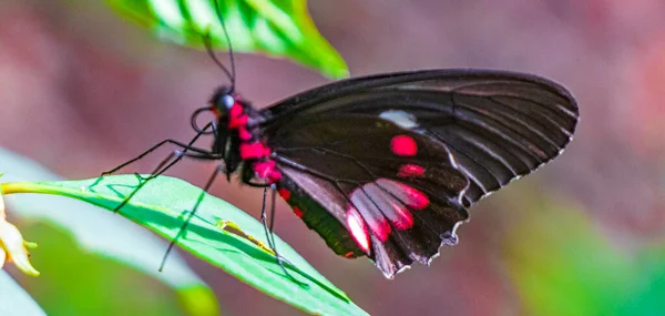 Yeşil Doğa Üzerine Kırmızı Siyah Asil Tropikal Kelebek Angra Dos — Stok fotoğraf