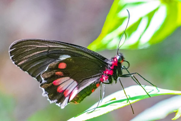 Κόκκινο Και Μαύρο Ευγενή Τροπική Πεταλούδα Στο Πράσινο Φόντο Φύση — Φωτογραφία Αρχείου