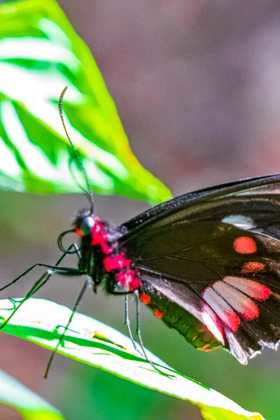 Roter Und Schwarzer Edler Tropischer Schmetterling Auf Grünem Naturhintergrund Auf — Stockfoto