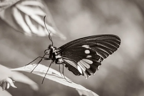 Schwarz Weiß Bild Eines Edlen Tropischen Schmetterlings Auf Grünem Naturhintergrund — Stockfoto