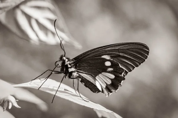 Foto Preto Branco Uma Nobre Borboleta Tropical Sobre Fundo Natureza — Fotografia de Stock