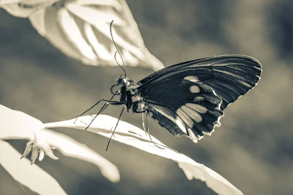 Cuadro Blanco Negro Una Noble Mariposa Tropical Sobre Fondo Verde — Foto de Stock