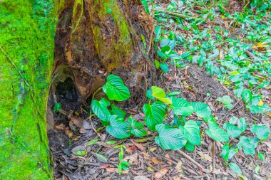 Bitkilerle dolu tropik doğal orman ağaçları Praia Lopes Mendes 'e giden yolda çiçek açıyor Angra dos Reis Rio de Janeiro Brezilya' daki büyük tropikal ada Ilha Grande 'de..