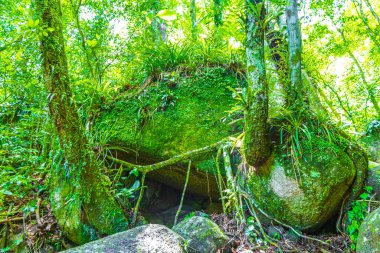 Tropik doğal orman ormanı, Angra dos Reis Rio de Janeiro Brezilya 'daki büyük tropikal ada Ilha Grande' de Praia Lopes Mendes 'e giden patika ve patikaları olan kayalar ve ağaçlar..