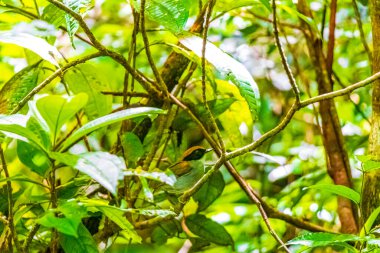 Ağaçlarda renkli kuşların dolaştığı tropik doğal orman ormanı Praia Lopes Mendes 'in Angra dos Reis Rio de Janeiro Brezilya' daki büyük tropikal adası Ilha Grande üzerinde yürüyüş yapıyor..