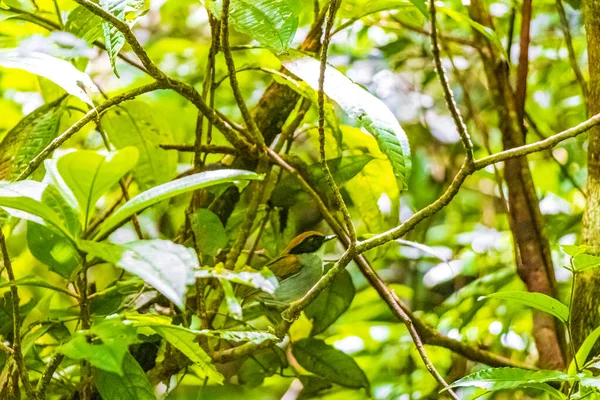 Forêt Tropicale Jungle Naturelle Avec Oiseau Coloré Sur Les Arbres — Photo