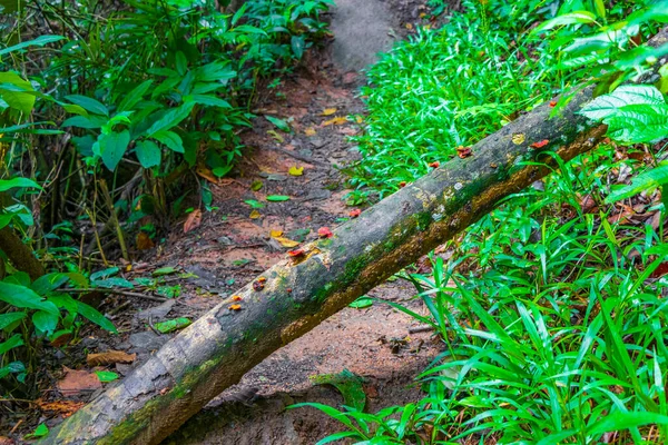 Floresta Tropical Selva Natural Com Cogumelos Musgo Líquenes Árvores Trilha — Fotografia de Stock