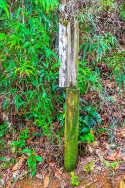 Angra dos Reis Rio de Janeiro Brezilya 'daki büyük tropikal ada Ilha Grande' de Praia Lopes Mendes 'e giden yolda palmiye ağaçları olan tropik doğal orman ormanı..