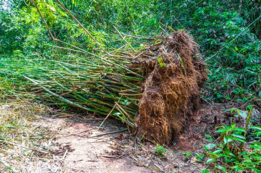 Büyük tropikal ada Ilha Grande, Angra dos Reis Rio de Janeiro Brezilya 'daki Praia Lopes Mendes' e giden patikada kökünden sökülmüş bambu ağaçları ile tropik doğal orman ormanı..