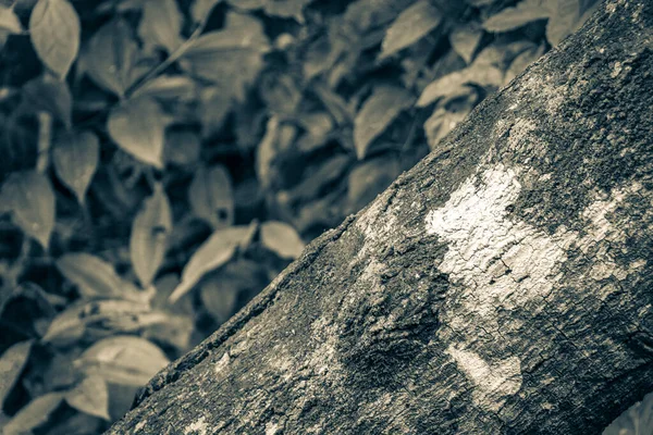 Чорно Біле Зображення Тропічних Лісів Грибами Грибами Деревах Йдуть Стежкою — стокове фото