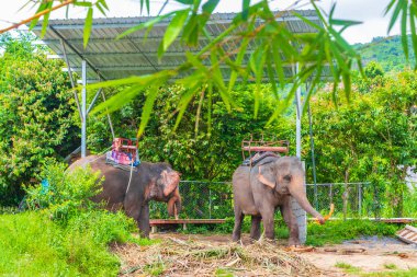Surat Thani Tayland 'daki Koh Samui tropikal yağmur ormanları parkında koltuk sahibi Asya filleri..