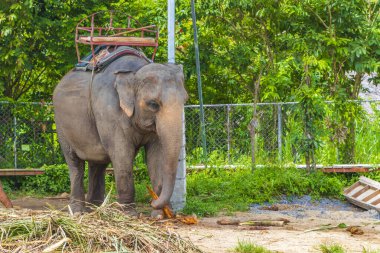 Surat Thani Tayland 'daki Koh Samui tropikal yağmur ormanları parkında koltuk sahibi Asya filleri..