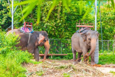 Surat Thani Tayland 'daki Koh Samui tropikal yağmur ormanları parkında koltuk sahibi Asya filleri..