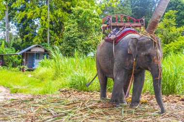 Surat Thani Tayland 'daki Koh Samui tropikal yağmur ormanları parkında koltuk sahibi Asya filleri..