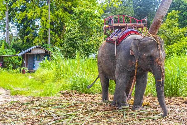 Surat Thani Tayland 'daki Koh Samui tropikal yağmur ormanları parkında koltuk sahibi Asya filleri..