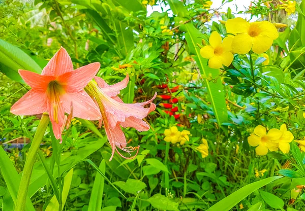 Hermosas Flores Rojas Amarillas Rosadas Cascada Wang Sao Thong Selva —  Fotos de Stock