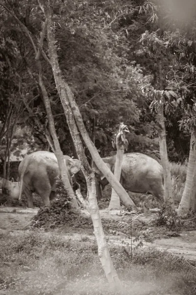 수리트타니에 공원에서 수있는 아시아코끼리의 — 스톡 사진