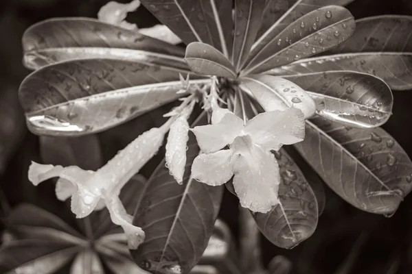 Schwarz Weißes Bild Schöner Blumen Wang Sao Thong Wasserfall Tropischen — Stockfoto