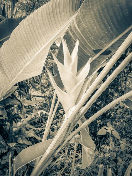 Foto Blanco Negro Hermosas Flores Cascada Wang Sao Thong Selva — Foto de Stock