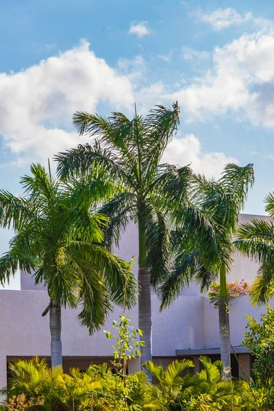 Palmeras Tropicales Naturales Mexicanas Con Fondo Azul Gris Cielo Nublado — Foto de Stock