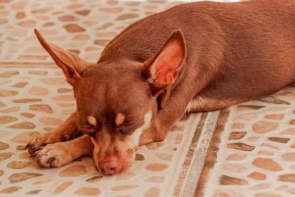 Портрет Мексиканской Коричневой Русской Игрушечной Терьер Собаки Устал Спит Плайя — стоковое фото