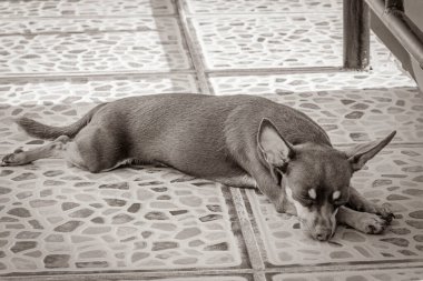 Meksikalı bir Rus oyuncak köpeğinin siyah beyaz portresi. Yorgunken ve Playa del Carmen Meksika 'da uyurken..