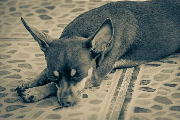 Retrato Preto Branco Cão Terrier Brinquedo Russo Marrom Mexicano Enquanto — Fotografia de Stock