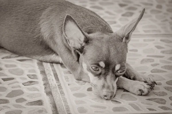 Retrato Preto Branco Cão Terrier Brinquedo Russo Marrom Mexicano Enquanto — Fotografia de Stock