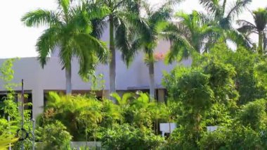 Luis Donaldo Colosio Playa del Carmen Mexico 'da mavi gri bulutlu gökyüzü arka planı olan tropik doğal Meksika palmiyeleri.