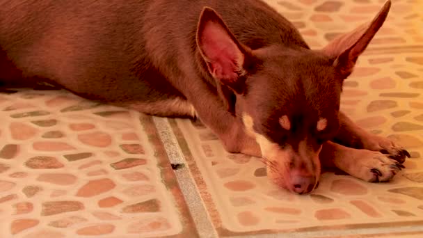 Retrato Perro Terrier Ruso Moreno Mexicano Mientras Está Cansado Duerme — Vídeo de stock