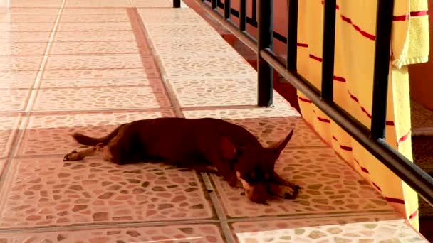Portrait Mexican Brown Russian Toy Terrier Dog While Tired Sleeps — Stock Video