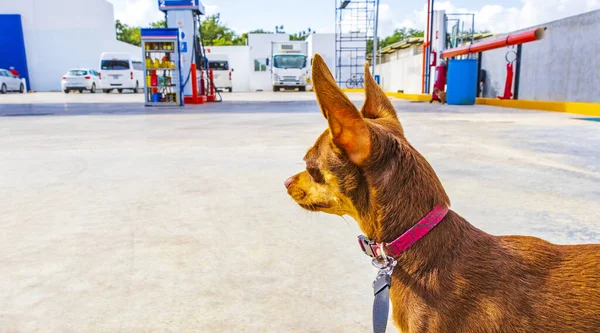 Dog on leash is waiting in front of GOmart shop store at Gulf petrol gas station in Puerto Aventuras in Quintana Roo Mexico.