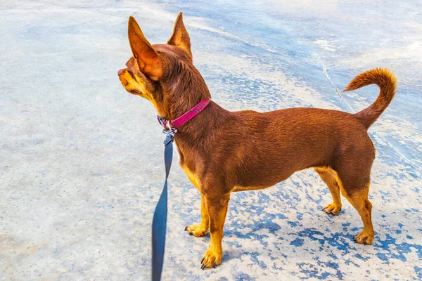 Pembe tasmalı köpek, Quintana Roo Mexico 'daki Puerto Aventuras' ta sahibini bekliyor..
